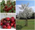 KRIEKENBOMEN: oa NOORDKRIEKEN, SCHAARBEEKSE KRIEKEN,. 15€/st, Tuin en Terras, Planten | Tuinplanten, Ophalen of Verzenden, Lente