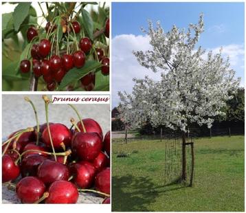 KRIEKENBOMEN: oa NOORDKRIEKEN, SCHAARBEEKSE KRIEKEN,. 15€/st disponible aux enchères