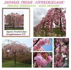 JAPANSE TREURKERSELAARS: Hoogstam 35€/stuk, Halfstam 25€/st, Tuin en Terras, Planten | Bomen, Ophalen, Lente, Treurboom, 250 tot 400 cm