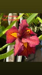 Lot de 16 plantes aquatiques ou de berges, Tuin en Terras, Planten | Tuinplanten, Ophalen, Vaste plant, Vijverplanten