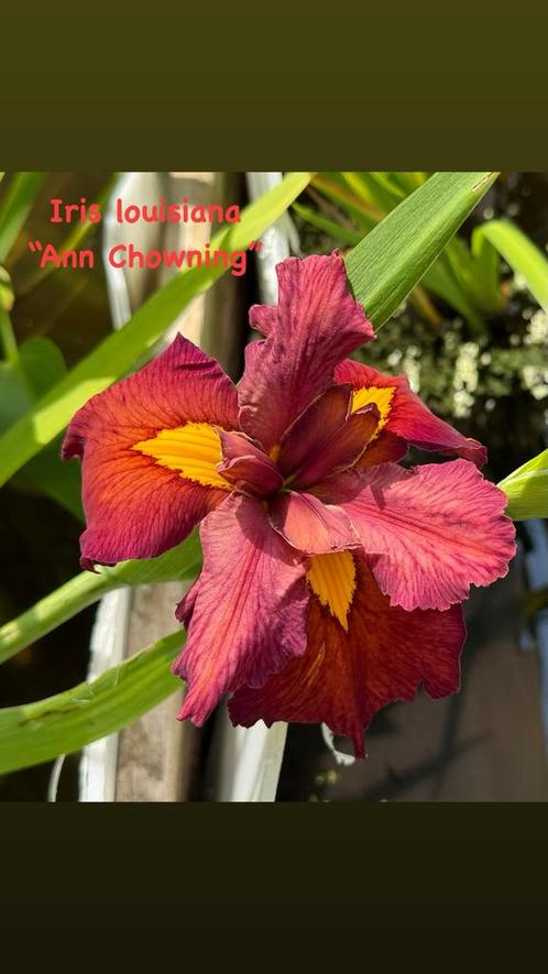 Lot de 16 plantes aquatiques ou de berges, Tuin en Terras, Planten | Tuinplanten, Vaste plant, Vijverplanten, Ophalen