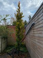 Zuilbeuk 18cm omtrek en 5m hoog, Tuin en Terras, Planten | Bomen, Ophalen, Zuilboom, 400 cm of meer