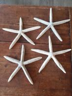 4 grote zeesterren 22 cm echinodermen, Ophalen of Verzenden, Zo goed als nieuw