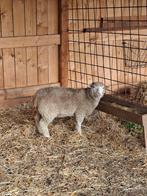 Poll Dorset(zuiver) 1x ooilam., Dieren en Toebehoren
