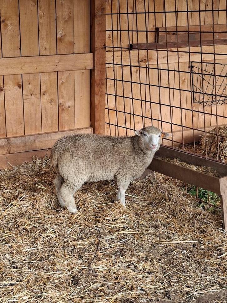 Poll Dorset(zuiver) 1x ooilam., Dieren en Toebehoren, Schapen, Geiten en Varkens