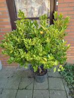 Citrus calamondin, Ophalen, Volle zon, Vaste plant, Fruitplanten