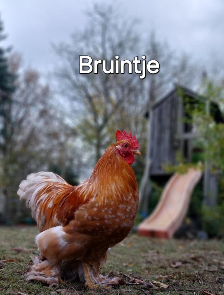 Gouden nest gezocht voor gratis haantjes, Dieren en Toebehoren, Pluimvee, Kip, Mannelijk