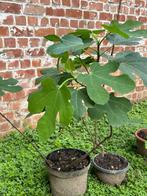Vijgenboomplant., Tuin en Terras, Ophalen, Volle zon, Vaste plant, Zomer