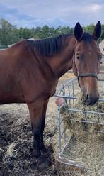 Paard, Dieren en Toebehoren, Springpaard, Gechipt, Ruin, 170 tot 175 cm