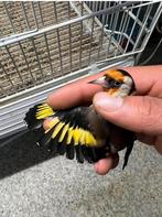 Chardonert, Animaux & Accessoires, Enlèvement ou Envoi