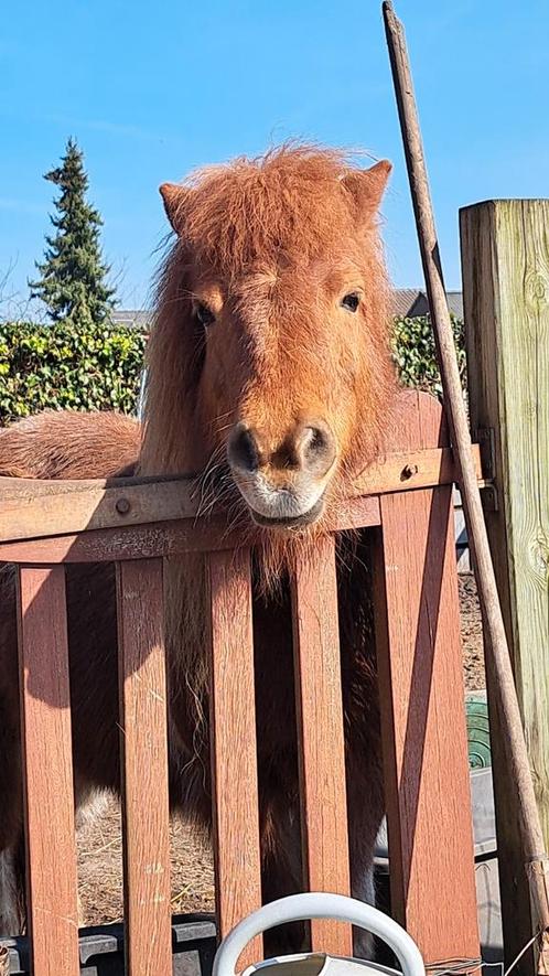 Diva zoekt een vriendje, Dieren en Toebehoren, Stalling en Weidegang