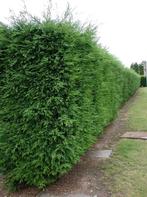 Groene haagconifeer, Tuin en Terras, Ophalen, Conifeer, Haag