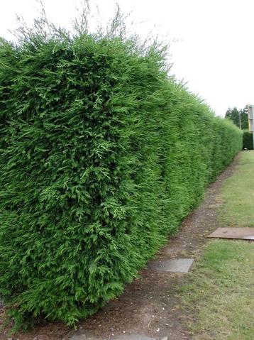 Groene haagconifeer beschikbaar voor biedingen