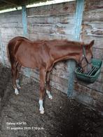 Merrieveulen (v. Johnny Depp), Merrie, Gechipt, Dressuurpaard, 0 tot 2 jaar