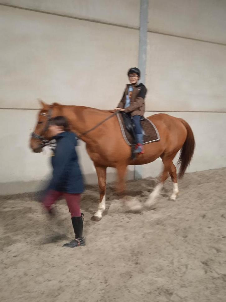Bruikleen/te koop wandel weidemaatje, Dieren en Toebehoren, Paarden, Ruin