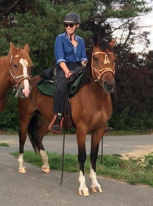 Freiberger / Franches Montagne: 8 jarige merrie, Dieren en Toebehoren, Paarden, Merrie, Niet van toepassing, Minder dan 160 cm