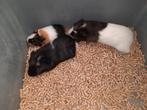 3 jonge cavia's, beertjes., Dieren en Toebehoren, Juli, Mannelijk, Cavia