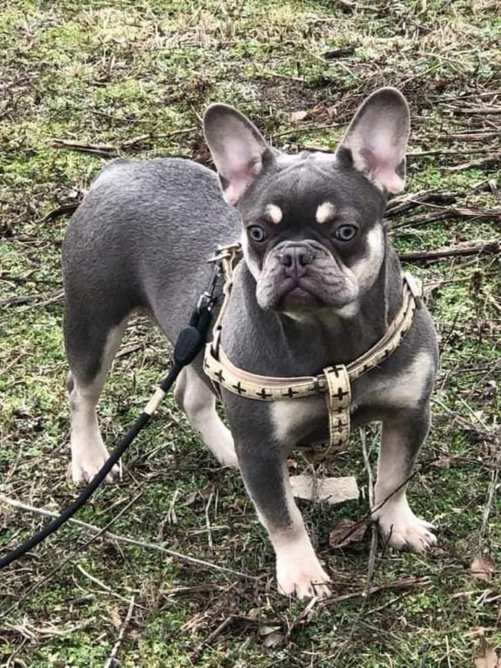 Enkele (Jonge) teven ter herplaatsing, Dieren en Toebehoren, Honden | Bulldogs, Pinschers en Molossers, Teef, Bulldog, Fokker | Hobbymatig