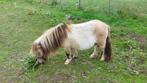 SUPER KLEIN EN MOOI wildkleur valkbonte ini mini merrie, Dieren en Toebehoren, Pony's, Merrie, Gechipt