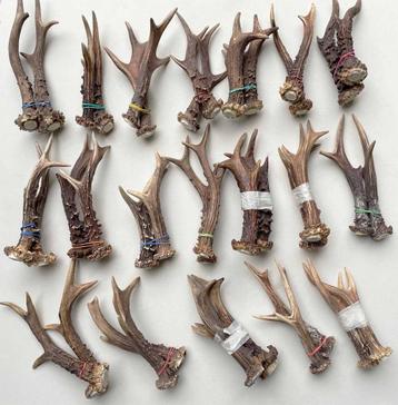 PAREN REE GEWEI (gezaagd) - 250 paar beschikbaar beschikbaar voor biedingen