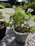 Citroengeranium, Tuin en Terras, Planten | Tuinplanten, Ophalen