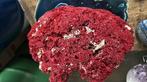 Corail rouge Méditerranée size 27x21cm, Collections, Enlèvement ou Envoi, Coquillage(s)