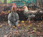 Vijf lieve knappe hanen zoeken een nieuwe thuis, Dieren en Toebehoren, Mannelijk, Kip