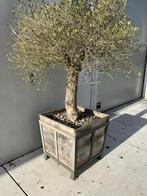 Olijfboom in zwaar onderstel, Jardin & Terrasse, Plantes | Arbres, Enlèvement, Olivier