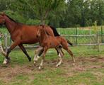 Vagebond de la pomme x Diamant de semilly hengstveulen, Dieren en Toebehoren, Paarden, Hengst, Springpaard, Gechipt, 0 tot 2 jaar