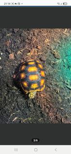 Tortue charbonnière 125eur