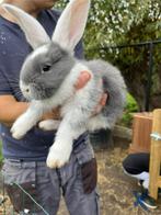 Nestje vlaamse reuzen, Dieren en Toebehoren, Konijnen