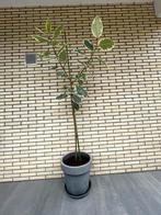 Kamerplant Ficus Elastica Tinneke  2 meter, Ophalen