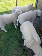 Schapen te koop, Dieren en Toebehoren, Schapen, Geiten en Varkens, Mannelijk, Schaap, 0 tot 2 jaar