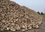 suikerbieten, Zakelijke goederen, Landbouw | Veevoer, Ophalen