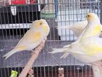 Geel Mozaïek kanarie, Dieren en Toebehoren, Meerdere dieren, Kleurkanarie