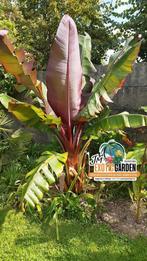 Ensete ventricosum maurrelli, Tuin en Terras, Planten | Tuinplanten, Ophalen