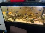 compleet aquarium met visbestand, Dieren en Toebehoren, Vissen | Aquaria en Toebehoren, Ophalen, Gebruikt, Gevuld zoetwateraquarium