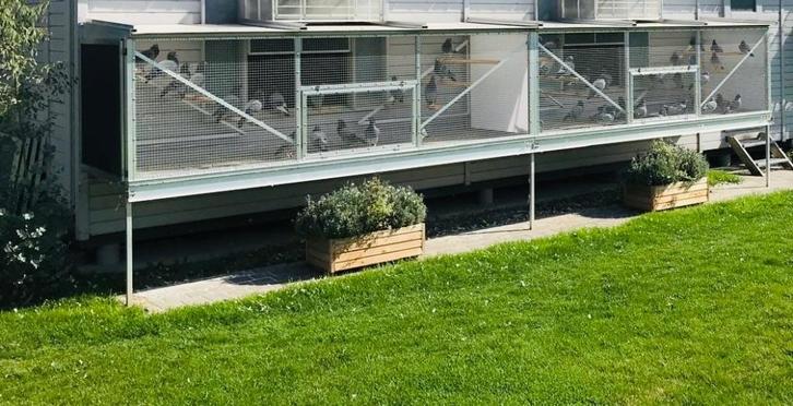 Volière, Animaux & Accessoires, Oiseaux | Cages & Volières, Utilisé, Volière, Aluminium, Enlèvement