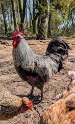 Prachtige raszuivere Silver udd bla haan draagt groene gen, Dieren en Toebehoren, Mannelijk, Kip