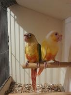 Pyrrhuras 3 jongen koppels lutinos x split lutino, Geringd