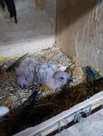 Zonparkieten om zelf verder op te spuiten., Dieren en Toebehoren, Vogels | Parkieten en Papegaaien
