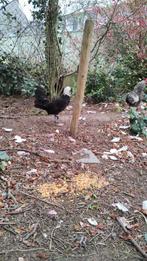 Coq de gélinotte huppée, Animaux & Accessoires