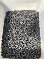 Graines de Trychacarpus Fortunei, Enlèvement ou Envoi, Toute l'année, Plein soleil, Graine