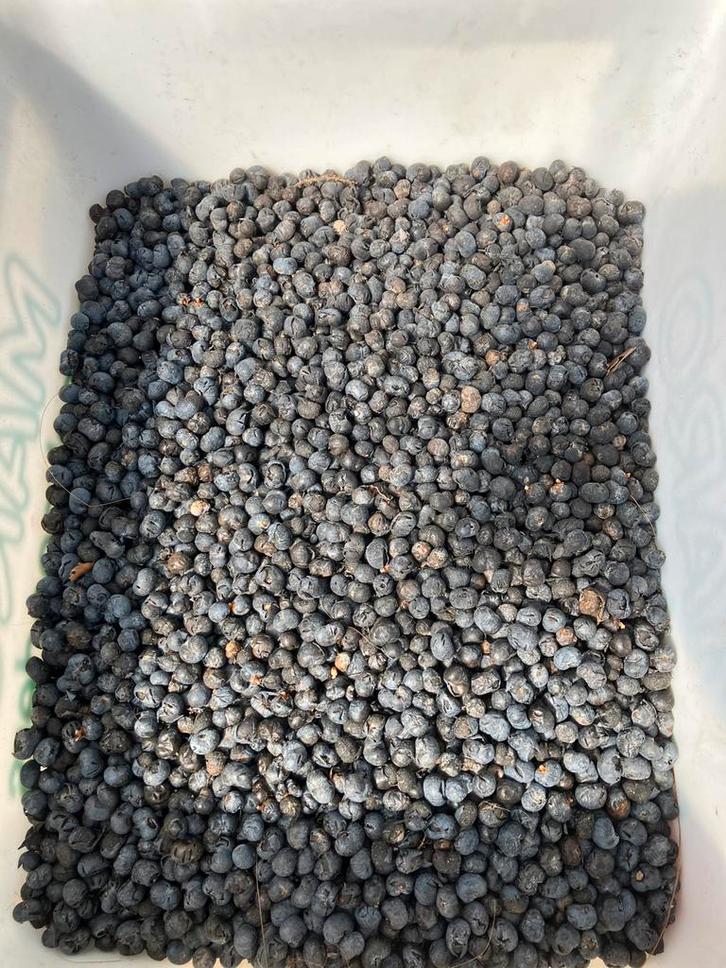 Graines de Trychacarpus Fortunei, Jardin & Terrasse, Bulbes & Semences, Graine, Toute l'année, Plein soleil, Enlèvement ou Envoi