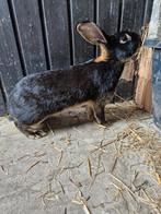 Voedster konijn, Dieren en Toebehoren, Konijnen