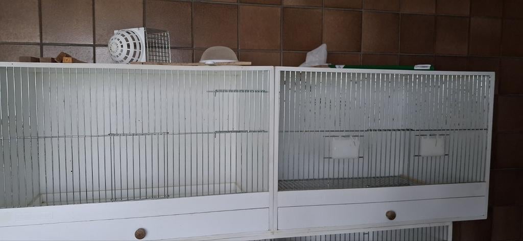 Zeer mooie gelegenheid kanarie, Animaux & Accessoires, Mâle, Canari chanteur