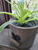 Graslelie in houten decoratiepotje met hartje, Ophalen