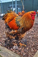 Brahma haan groot berk, Dieren en Toebehoren, Pluimvee, Kip