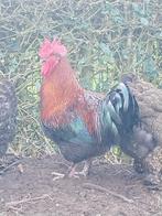 Marans haan, Dieren en Toebehoren, Mannelijk, Kip