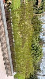 Ligustrum haag, Jardin & Terrasse, Enlèvement, Comme neuf